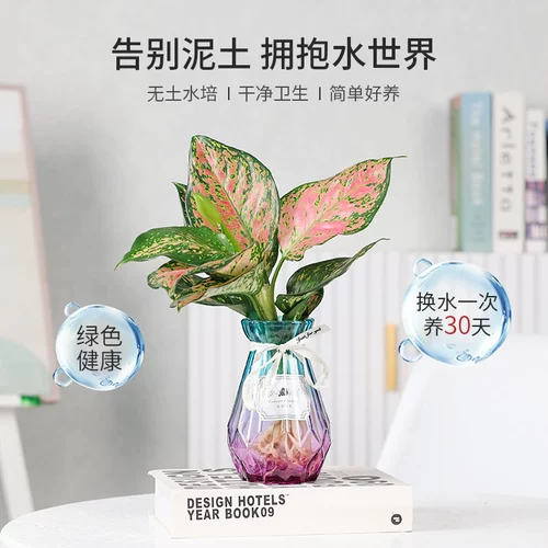 Гидропонная новая домашняя утиная утка