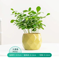 Jiuli Xiang+зеленый клык Ge Макарон (средний) горшок/середина -пинеппл зеленый бассейн