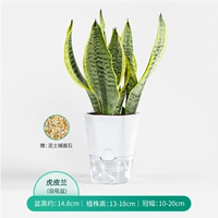 Golden Tiger Piran (30 см)+Маленький гексагональный я -самим