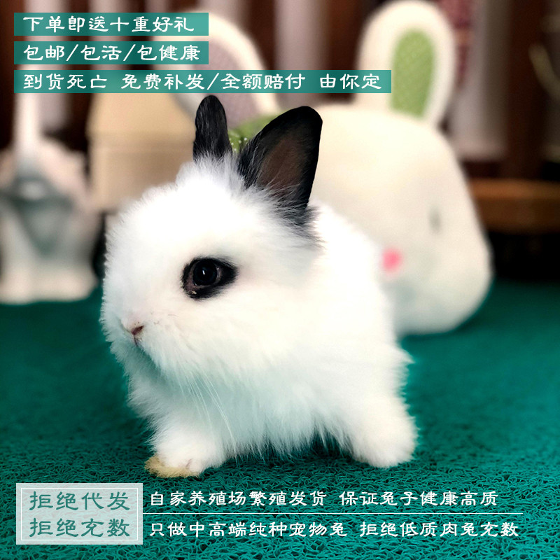 Pet Living Rabbit Rabbit Rabbit Pet Rabbit dwarf Rabbit Rabbit Yellow Cog Rabbit Dau Chi Panda Rabbit White Rabbit