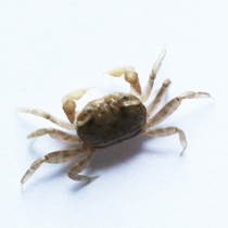 Mini Bean Crab Shallow Water Crab Seawater Pet Ornamental Soda Crab Tap Water Cant Live