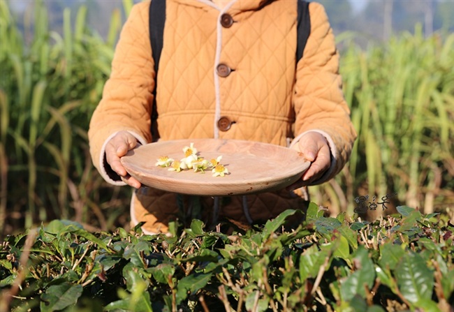 Cửa hàng trà Puer Đĩa gỗ tròn Tây Nam bạch dương phục vụ chè Đĩa trái cây khay gỗ nguyên khối gỗ nguyên tấm không sơn 4d1 - Tấm