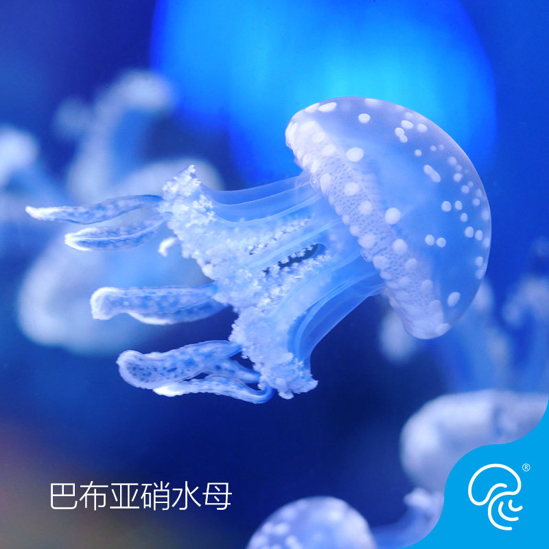Papuanite Jellyfish Live Pearl spotted Jellyfish Blue White spot Jellyfish Ornamental pet Fantasy colored Jellyfish