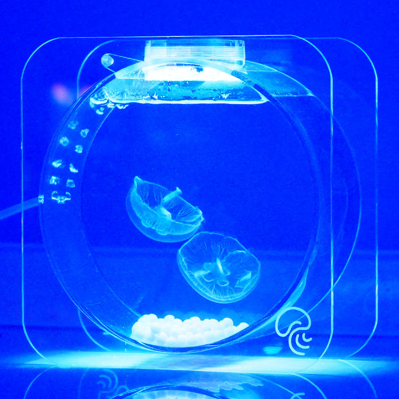 Desktop Jellyfish Vat Living Things Starter Mini Mini Red Moon Sea Moon Jellyfish Special Cylinder Brief Aquarium