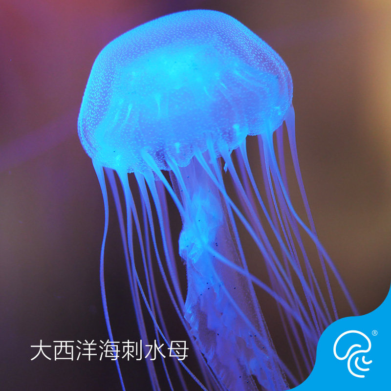 Atlantic sea thorn jellyfish living non-toxic living viewing pet living jellyfish dream magic color transparent sea water