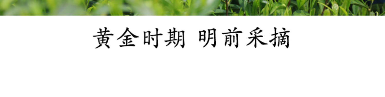 2021明前高山云雾绿茶100g