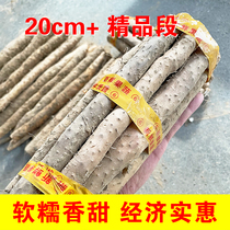 Hebei Li County Zhengzong Xiaobui Yam Boutique Section 20cm Soft Ggluous Fragrant Économie Sweet Economy Affordable Origin Straight Hair