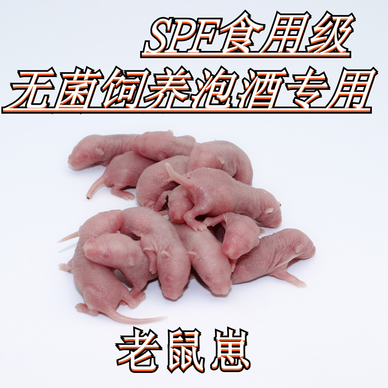Aseptic food-grade hairless suckling rat special spf specification confinement wine drop-beating wine with hairless rat cub
