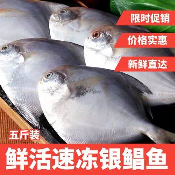 Domestic wild fresh frozen silver pomfret