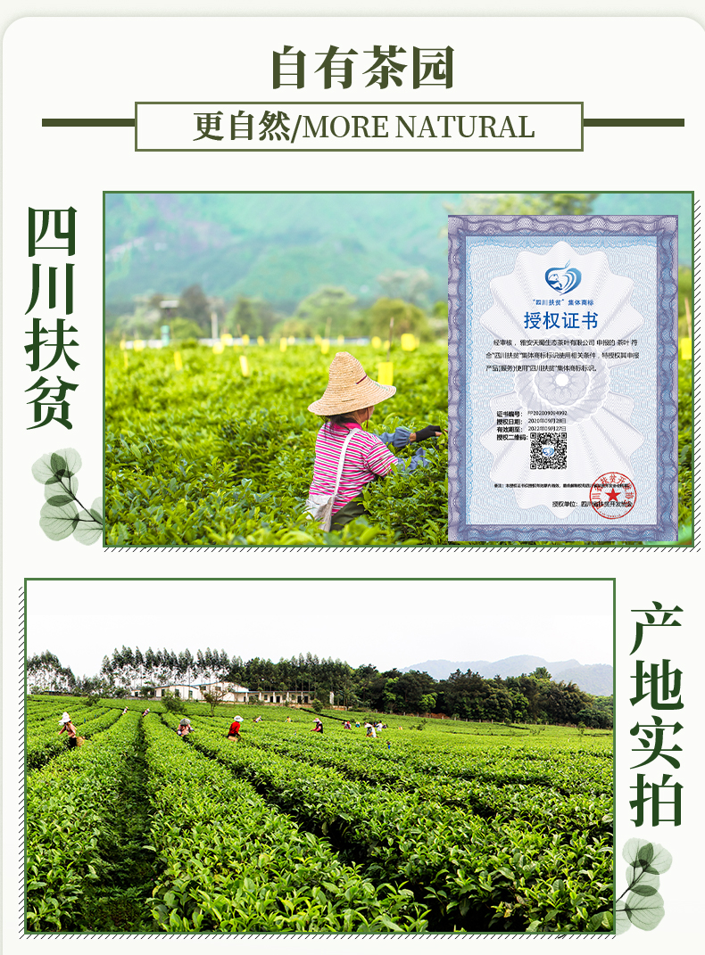 【天蜀】2021蒙顶上新茶绿茶