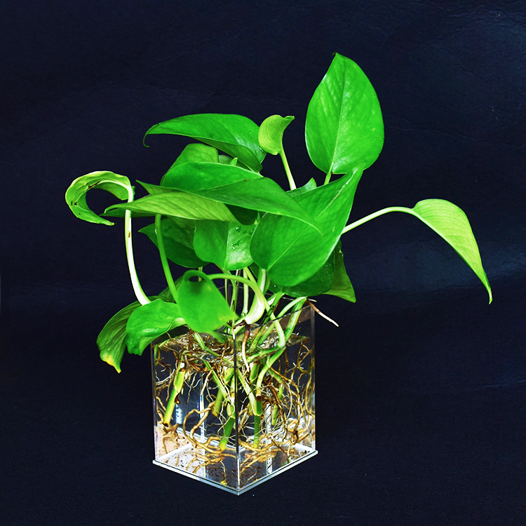 Hoa acrylic thời trang hoa để bàn hoa bình nước văn hóa cây xanh anthurium chậu hoa tre phong phú chậu hoa bình đất - Vase / Bồn hoa & Kệ chậu trồng cây