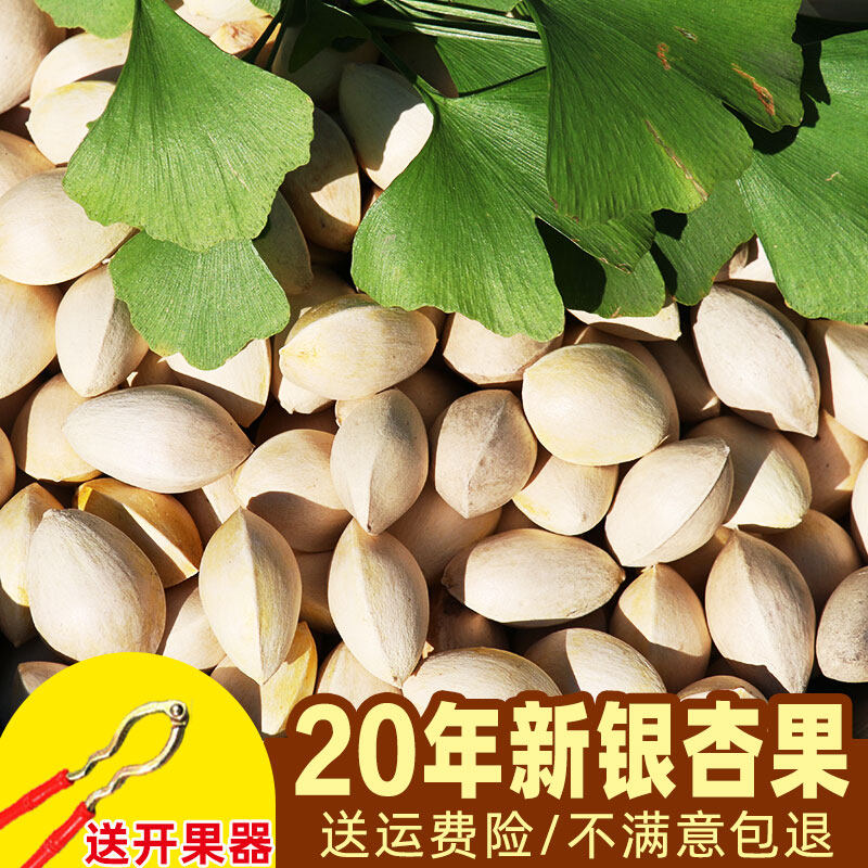 Fresh large grain with shell white fruits gingko fruits fresh and unbleached Xuzhou Tgrade dry stock raw bagian fruits-Taobao