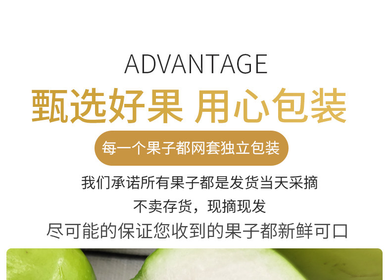 云南牛奶青枣 5斤 新鲜现摘 图5
