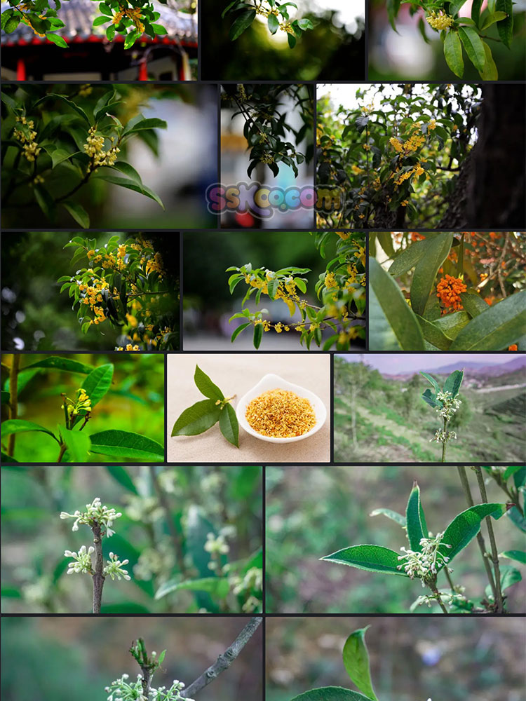 高清菊花桂花康乃馨花朵花卉摄影照片4K壁纸背景图片PS设计素材插图3