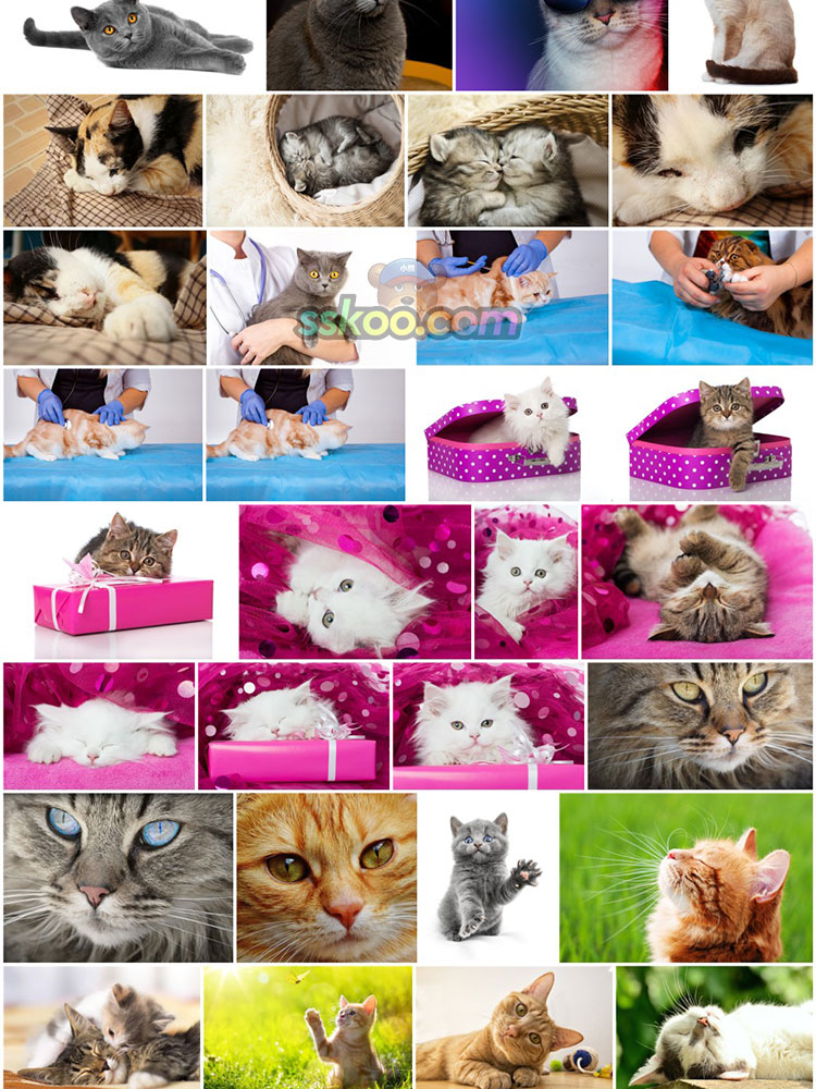 可爱宠物萌宠猫咪小猫动物特写图片图库高清摄影照片设计背景素材插图3