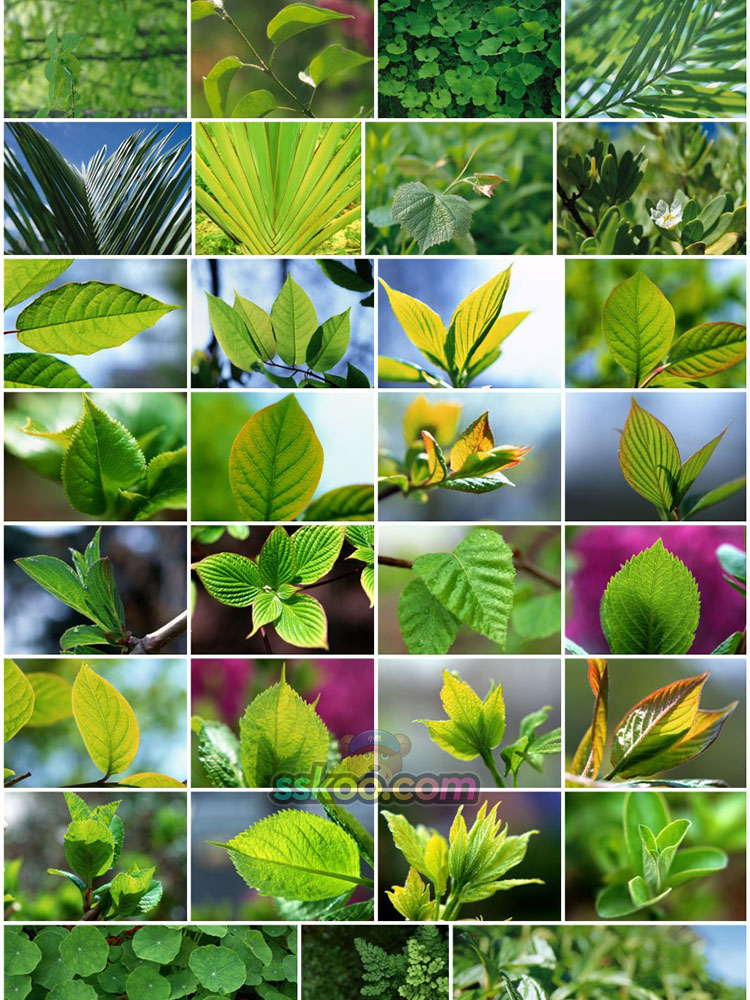 高清植物纹理绿色叶子树叶枫叶落叶风景图片摄影照片背景设计素材插图15