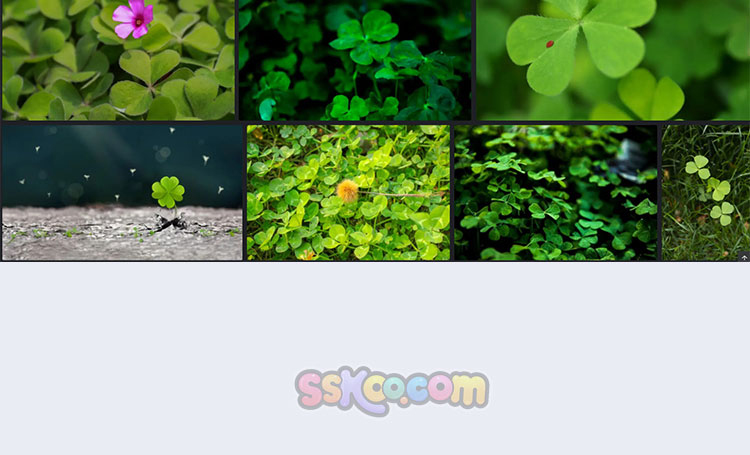 高清百日草三叶草四叶草植物摄影照片4K壁纸背景图片PS设计素材插图25