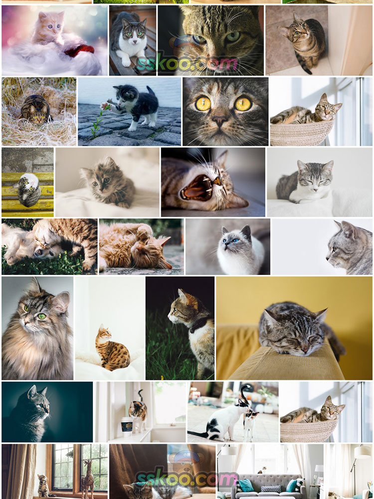 可爱宠物萌宠猫咪小猫动物特写图片图库高清摄影照片设计背景素材插图4