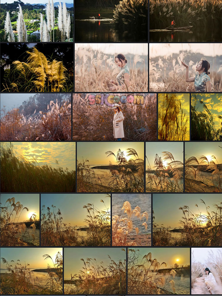 高清芦苇丛夕阳落日黄昏美景摄影照片4K壁纸背景JPG图片设计素材插图8
