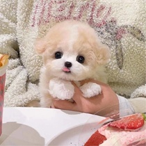 Purebred Teddy puppies will not grow up mini gray Teddy teacup dog poodle small dog non-shedding live pet dog