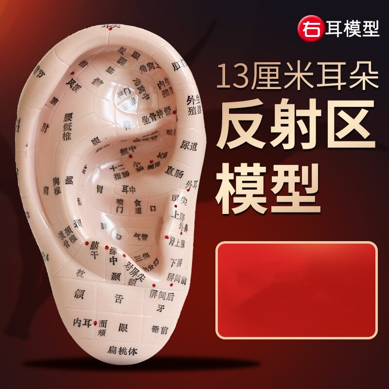 13厘米耳穴模型耳朵模型耳部反射区按摩穴位右耳