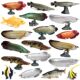 Children's Toys, Simulated Animal Models, Marine Freshwater Fish, Dragonfish, Salmon, Giant Snapper, Angelfish, Guppy, Eel