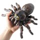 Children's Toy Realistic Soft Rubber Insect Spider Model Scary Animal Large Spider Prank Stress Relief Gift