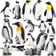 Children's Toys Early Education Cognitive Simulation Marine Animal Model Set Antarctic Penguin Emperor Penguin Solid Ornaments