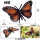 Children's Toys, Simulated Animal Models, Insects, Butterflies, Bees, Spiders, Dragonflies, Centipedes, Cicadas, Ants, Mantises, Ornaments