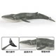 Children's Toys Solid Realistic Ocean Animal Models: Blue Whale, Great White Shark, Orca, Beluga Whale, Humpback Whale, Gray Whale Figurines