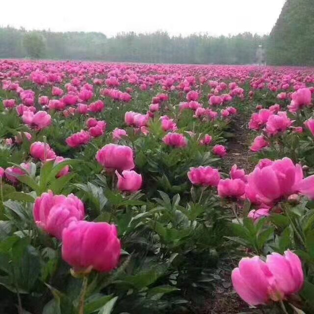 神农谷药材种子