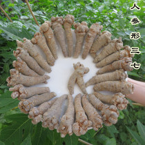 Panax notoginseng-shaped Panax notoginseng 20 head 30 head field seven 500g can substitute grind Panax notoginseng powder