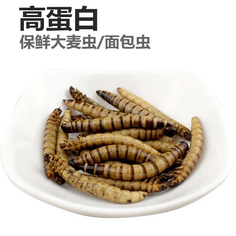 Fresh-keeping barley worm mealworm bread worm hedgehog snacks honey quoll turtle thrush parrot reptile feed food