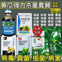 Special treatment for cucumber diseases. One spray on cucumbers to protect and prevent long-lasting downy mildew brown spot leaf blight anthracnose.