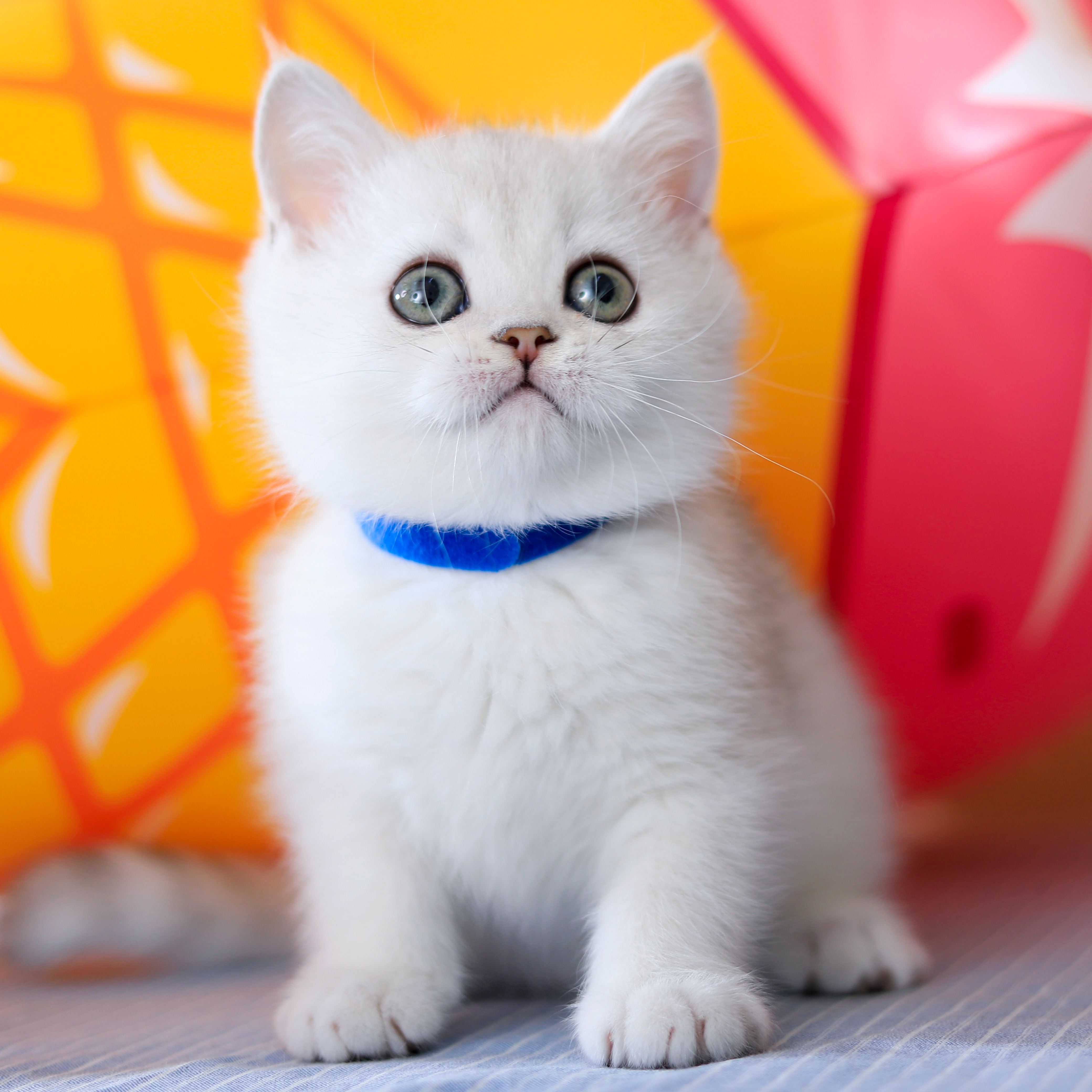 British short silver gradient purebred live kitten British shorthair golden gradient cat British short milk cat cub cat live animal