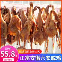 Anhui cured chicken free-range local chicken homemade salted chicken from farmers air-dried whole chicken local specialty of Dabie Mountains Liuan cured goods