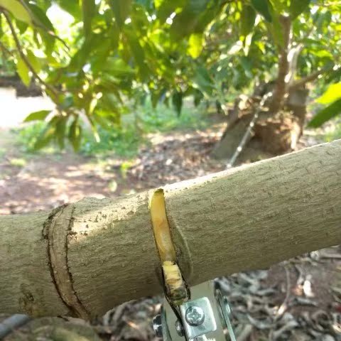 Ring cut knife fruit tree with adjustable new bark ring exfoliator ring cut knife fruit tree ring exfoliating knife citrus date tree