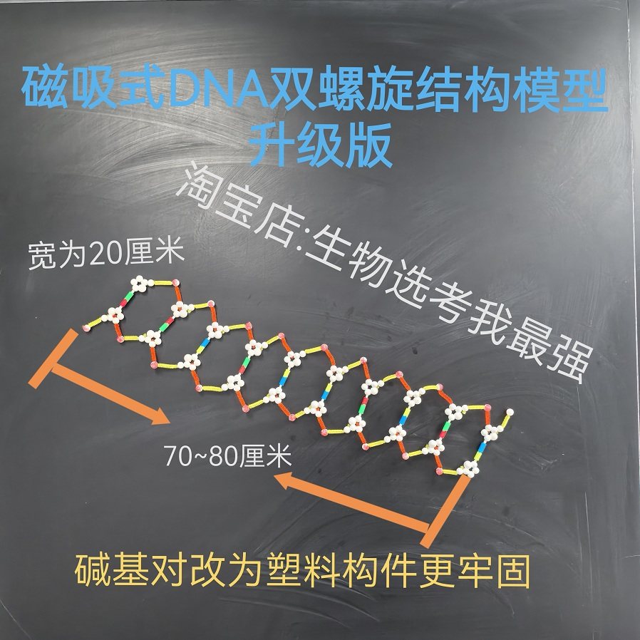 DNA结构模型磁吸式 生物实验教学器材 半保留复制模型展示