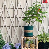 Flower wall frame grid white carbonated anti-corrosive wood telescopic wood fence fence fence Rnet climbing rattan climbing frame flower shelf