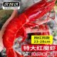 Ocean Thirteen Sashimi Grade Frozen Red Devil Shrimp Extra Large Shrimp