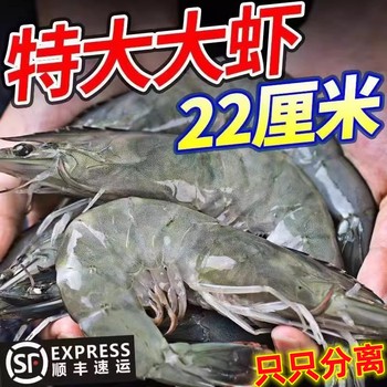 No bingyi 4jin jin is equal to 0.5kg qingdao shrimp king level 2030 prawns
