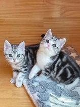 American Shorthair Kitten Purebred American Shorthair Cat Live Animal Pet Cat Munchkin Short-legged American Shorthair Plus White Cheese Cat