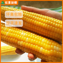 0点：19.9元包邮  松查甜糯 黄糯玉米棒 200g*10支