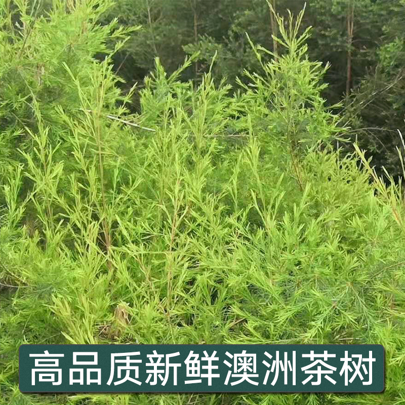 Fresh Australian tea tree Alternate Leaf Melaleuca branches extract essential oil pure dew raw materials 3 catties 1500 g