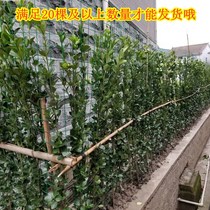 Four seasons evergreen melon seeds yellow Yang miao small leaves large leaves yellow poplar balls small fry resistant to cloudy and green courtyard color green hedge plants