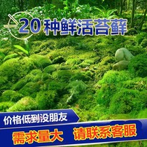 diy moss micro landscape plant fresh spore bonsai fake mountain decoration paved with potted landscape white hair moss