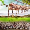 1.0kg Old Duck Air-Dried Cured Duck, Jiangxi Specialty, Salted Whole Duck, Whole Duck Meat, Gannan Farmhouse Suichuan Salted Duck for Catering