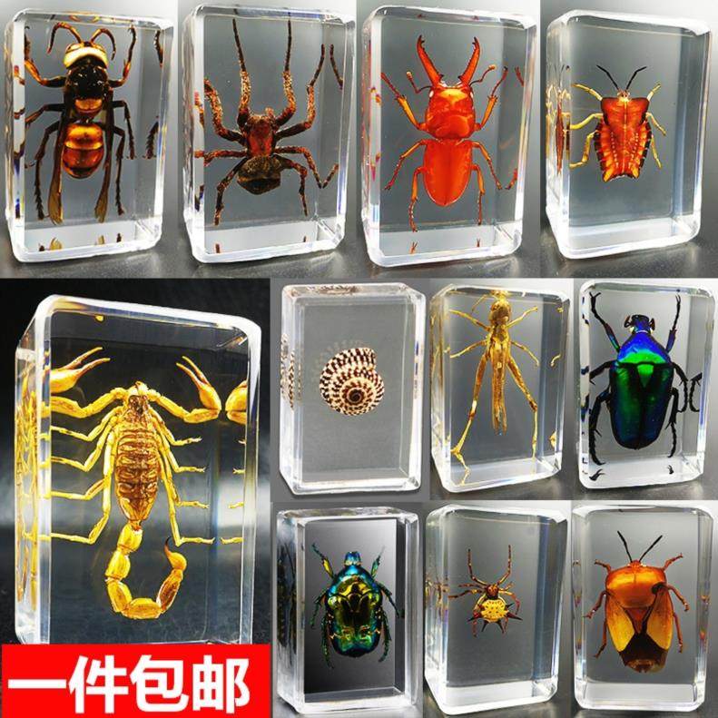 Real Insect Specimen Real Worm Transparent Resin Small Swing Piece Kindergarten Teaching Toy Scorpion Beetle Spider animal