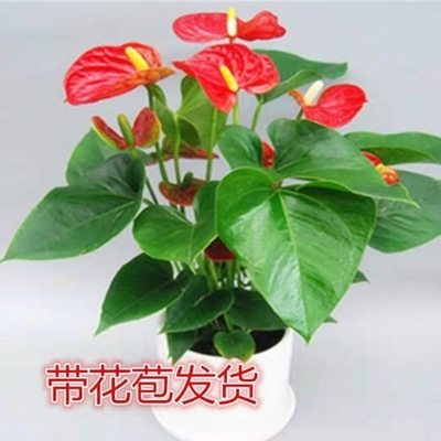 紅運當頭大盆景火鶴花火鶴鴻運當頭綠植花卉盆栽辦公室內外水培植物