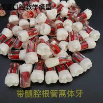 Dental oral exam practice with pulp cavity root canal particles resin tooth pulp opening tooth particles root canal cavity preparation